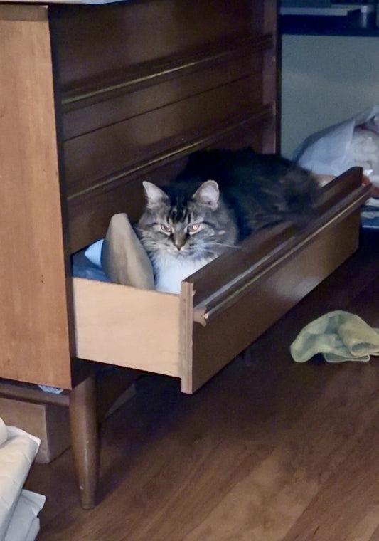 Before the Next Painting (I’m Just Watching Cats)