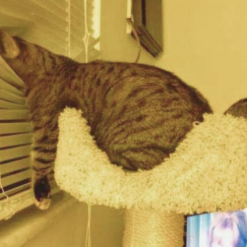 3 cat behaviors explained. But the rest of them??