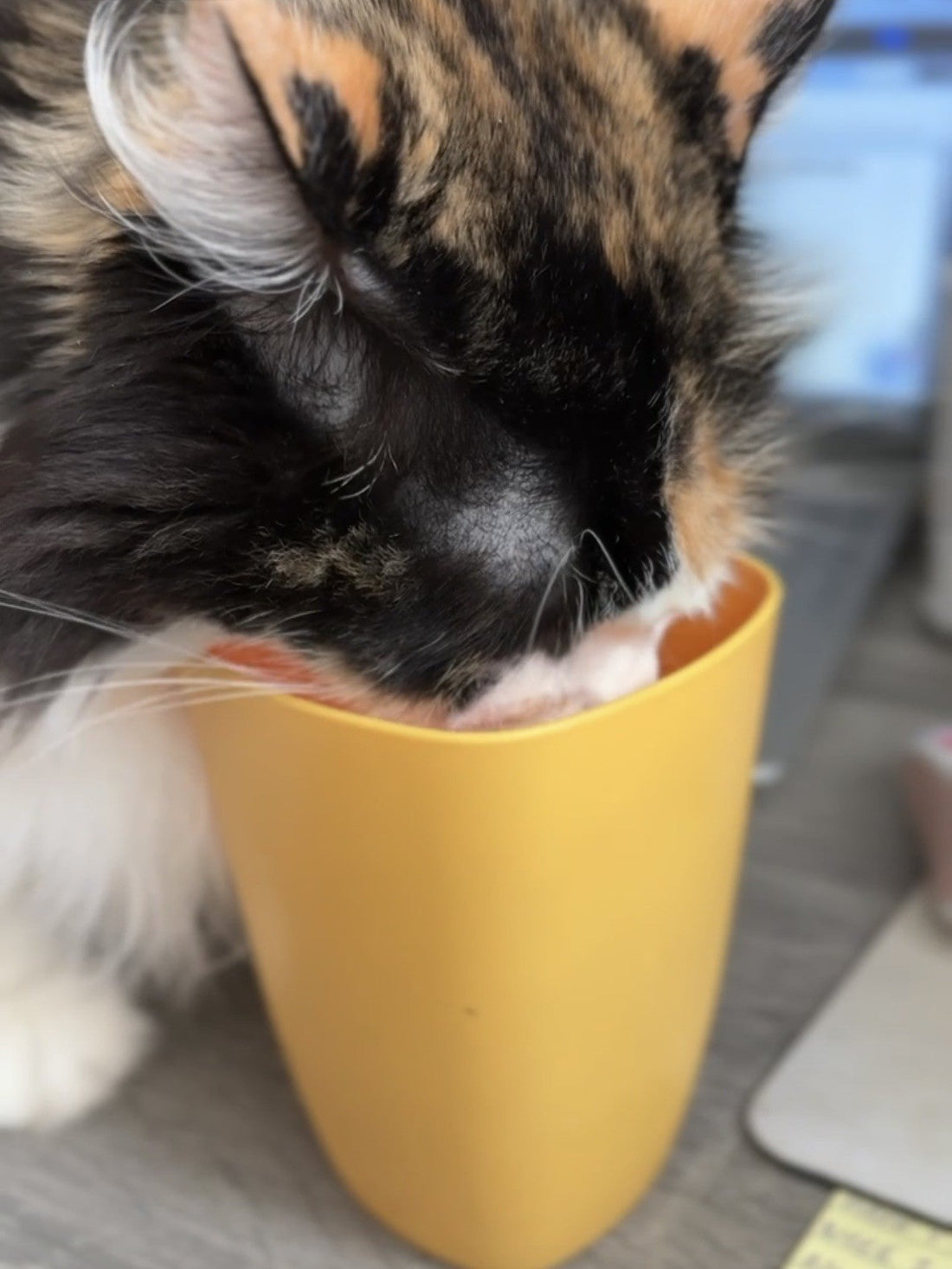 A Small Question About Strange Cats