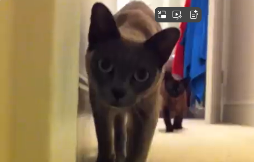 Our top 3 cat videos of the week