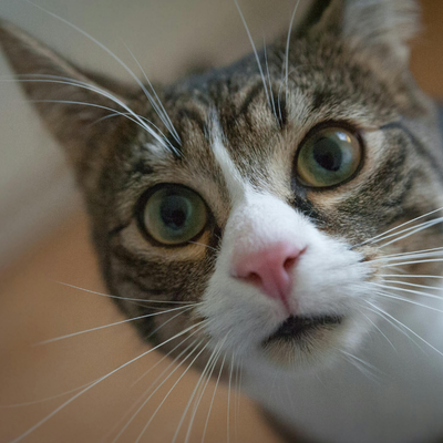 Cat Cinema: Three Small Reasons to Pause